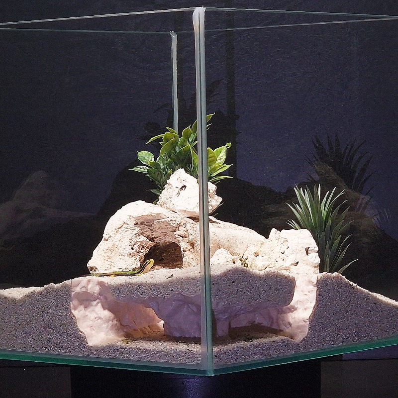 3Dプリント製水槽トンネルシェルター水槽装飾爬虫類隠れ家洞窟 - 3D Printing Lizard のレビューと価格